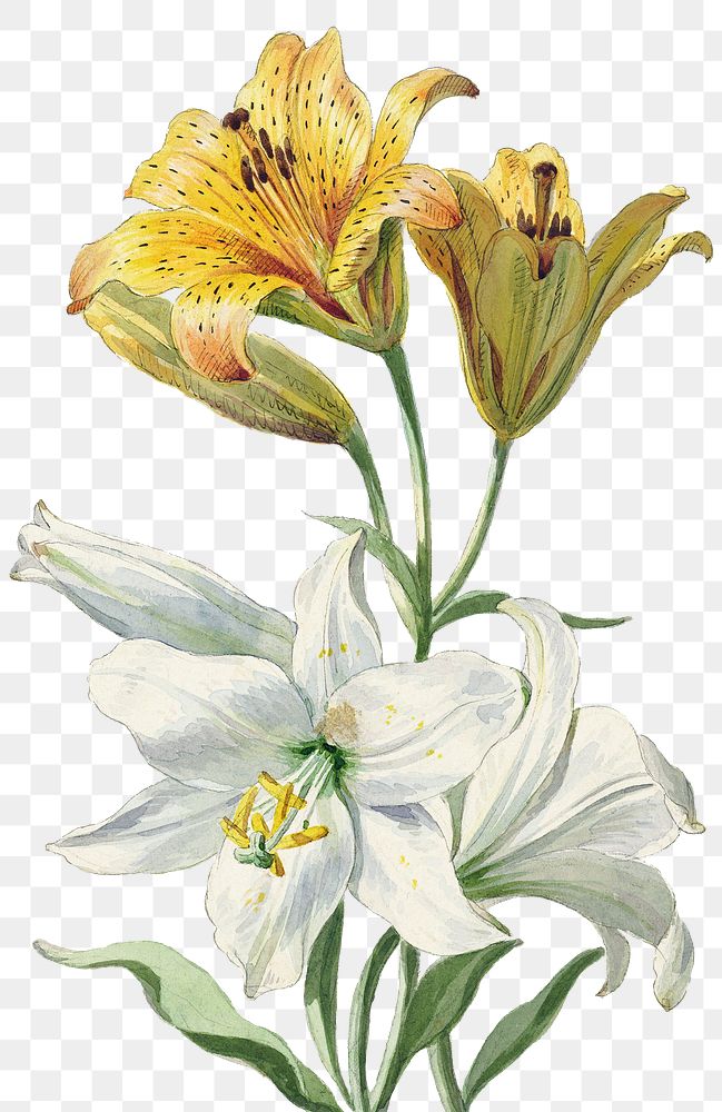 Vintage yellow and white lily flower sticker illustration png, remix from artworks by William van Leen