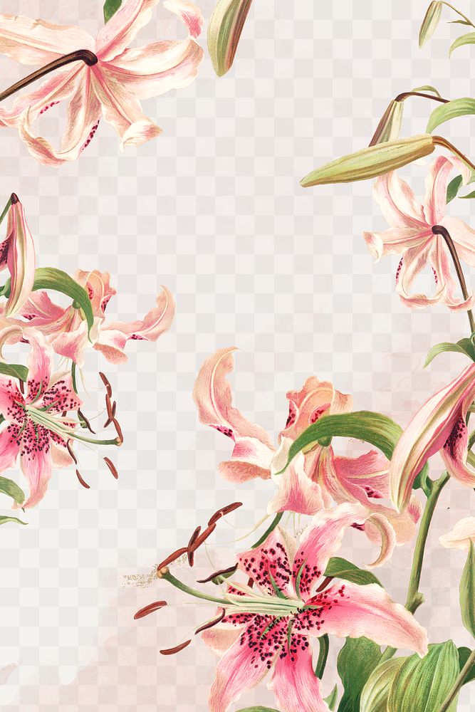 Vintage pink lilies png background, remix from artworks by L. Prang & Co.