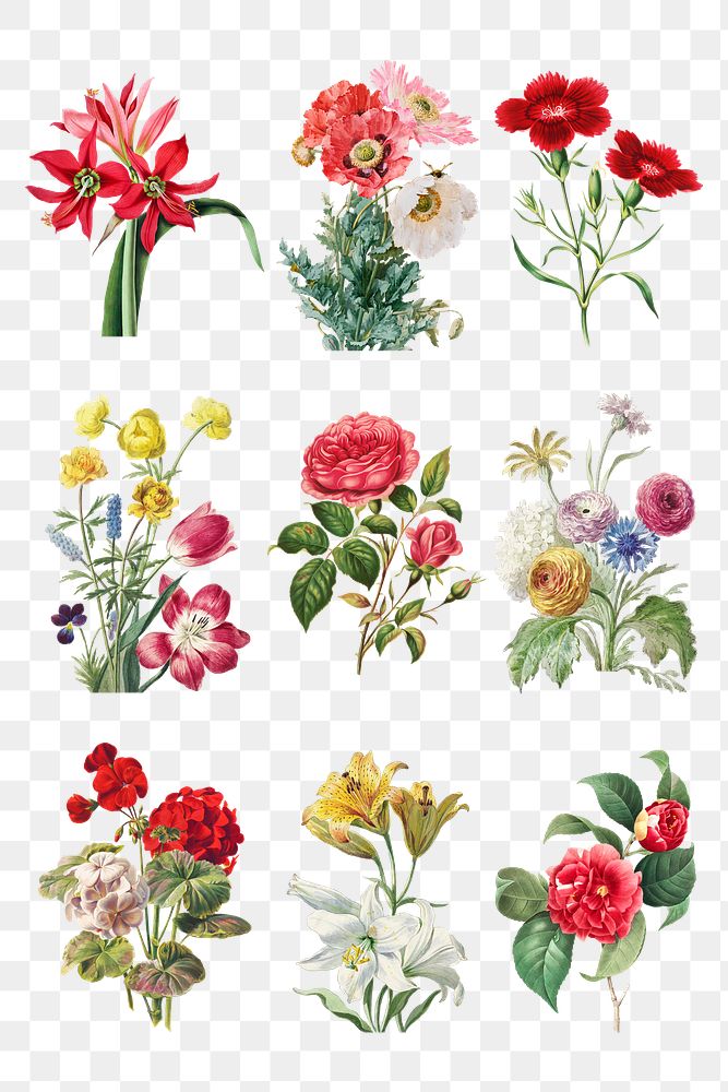 Vintage blooming flowers png illustration set