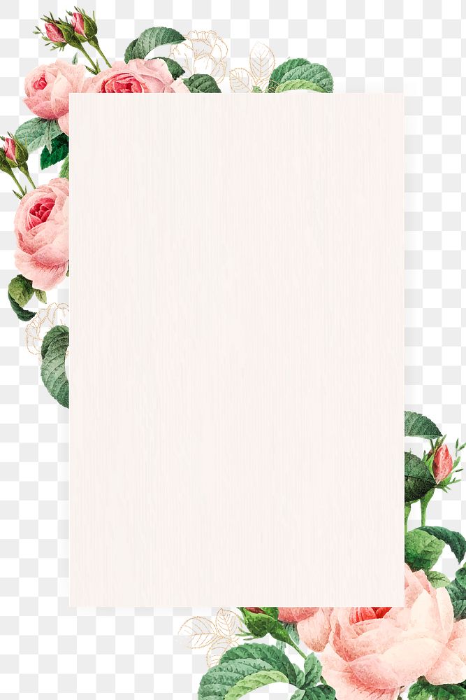 Pink cabbage rose rectangled frame design element