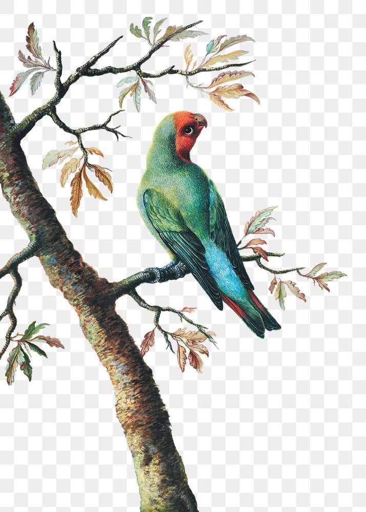 Parrot png sticker, vintage bird, remixed from the artworks by George Edwards