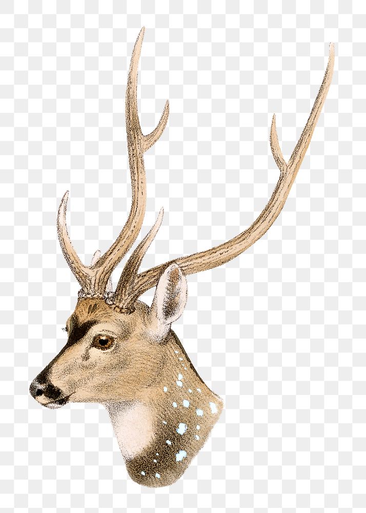 Vintage spotted deer png sticker, animal illustration, transparent background