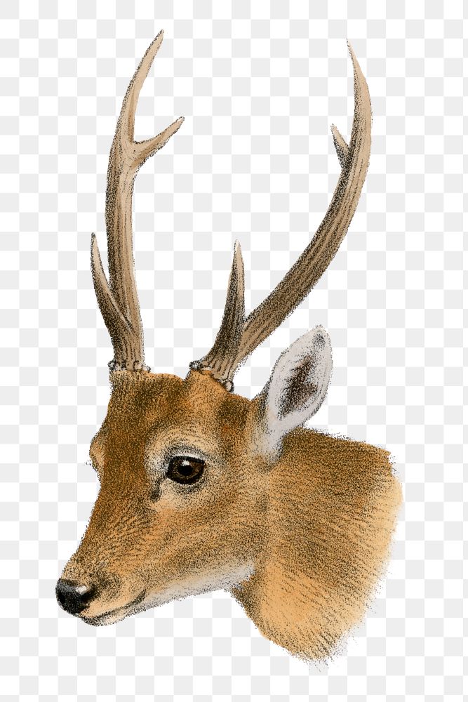 Deer png sticker, vintage animal drawing, transparent background