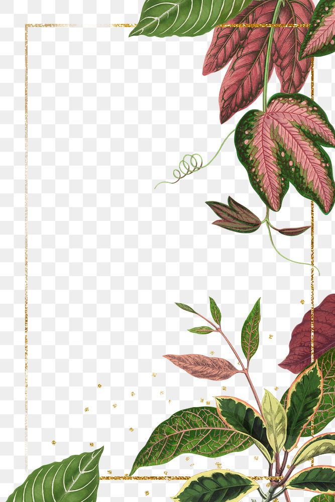 Leaf frame png, green botanical illustration, transparent background