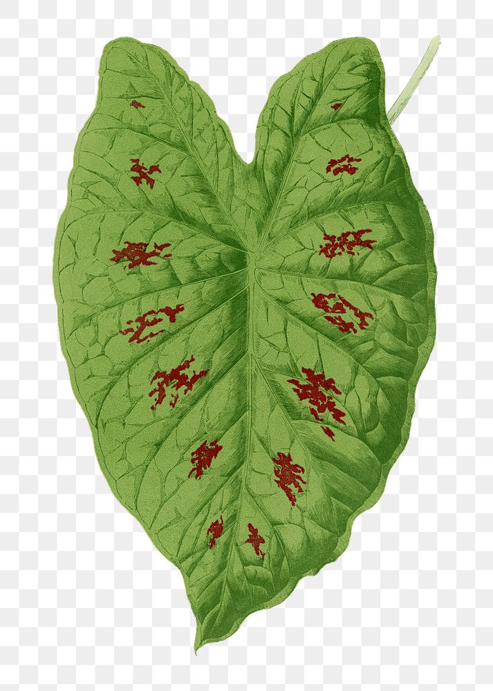 Caladium leaf png sticker, botanical illustration, transparent background