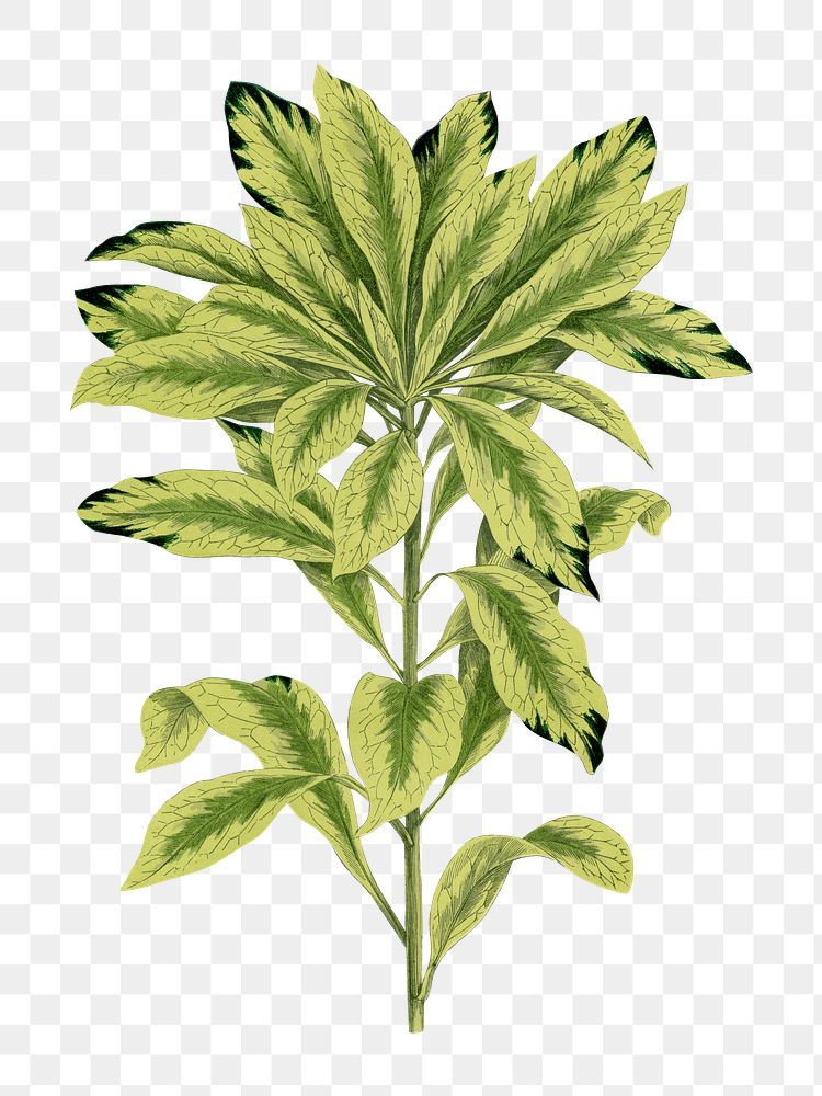 Daphne leaf png sticker, green nature illustration, transparent background