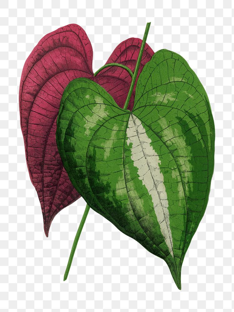Dioscorea leaf png sticker, green nature illustration, transparent background