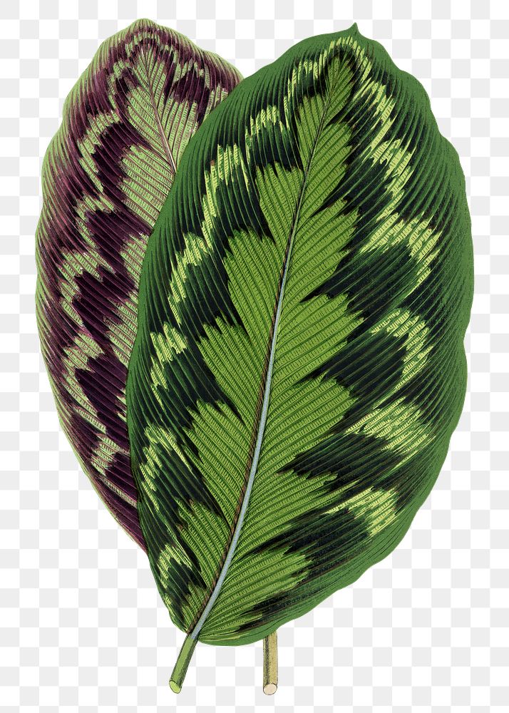 Green leaf png sticker, green nature illustration, transparent background