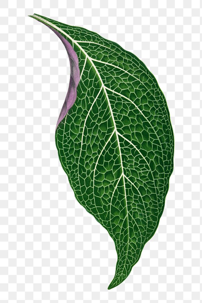 Leaf png sticker, botanical illustration, transparent background