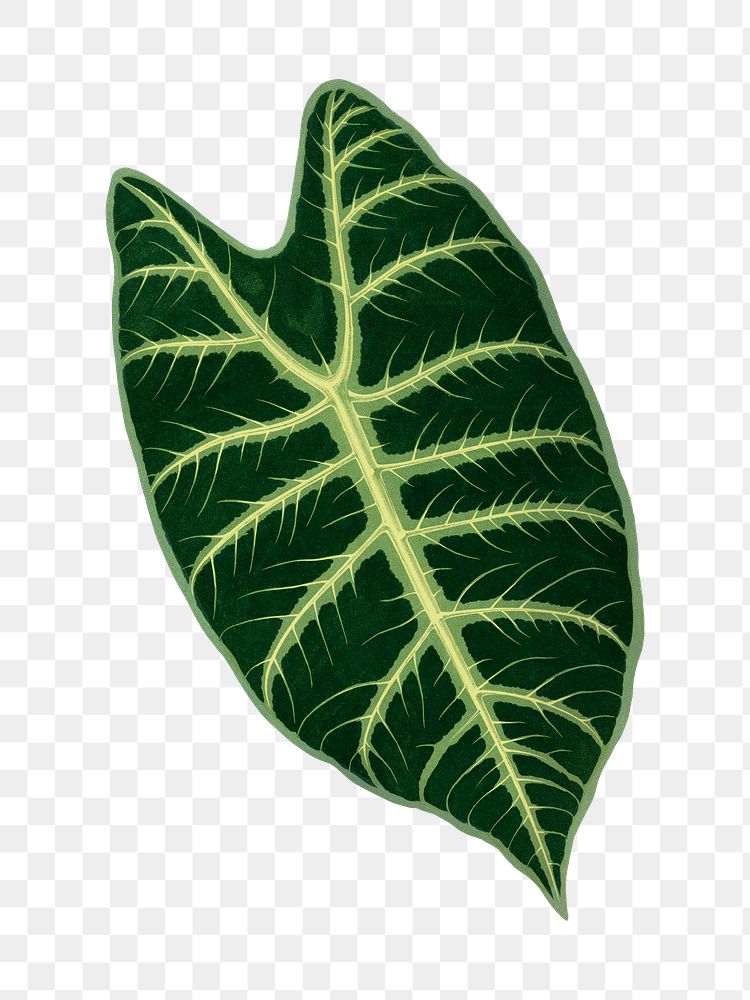 Green leaf png sticker, botanical illustration, transparent background