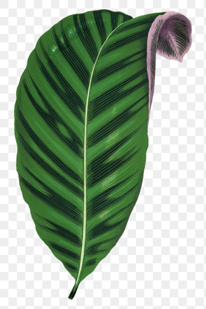Green leaf png sticker,  botanical illustration, transparent background