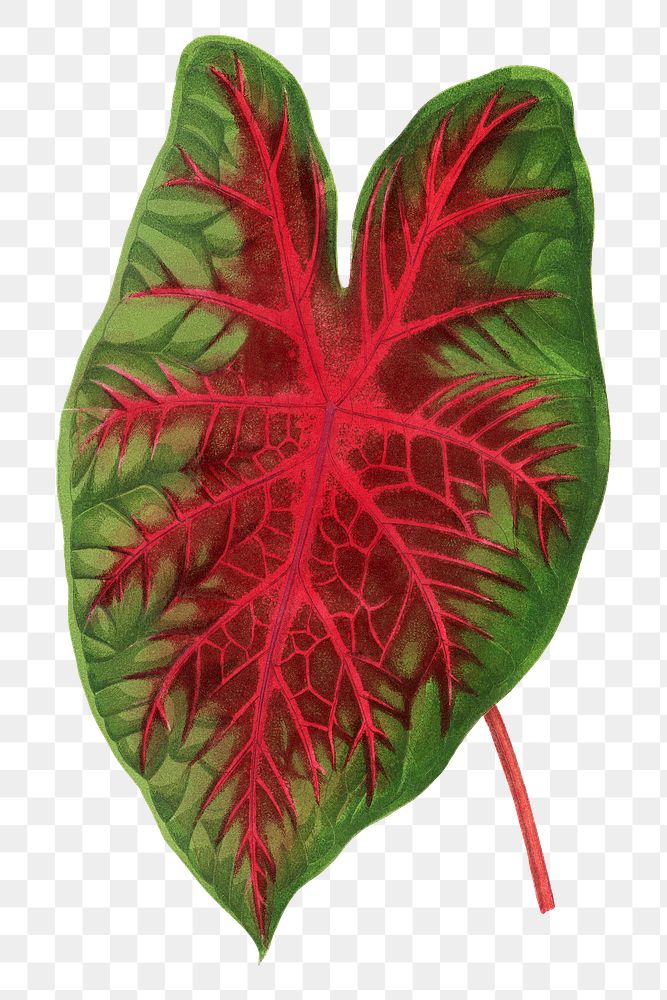 Caladium leaf png sticker, green nature illustration, transparent background