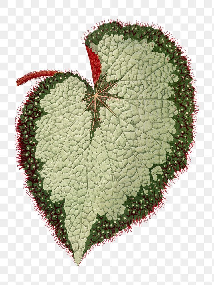 Begonia leaf png sticker, green nature illustration, transparent background