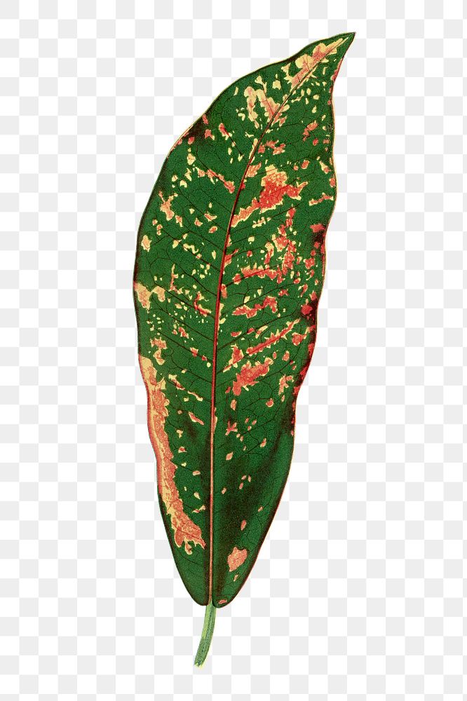 Croton leaf png sticker, green nature illustration, transparent background