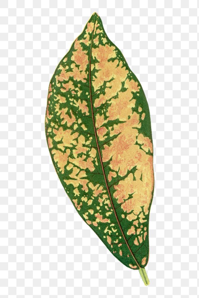 Croton leaf png sticker, green nature illustration, transparent background