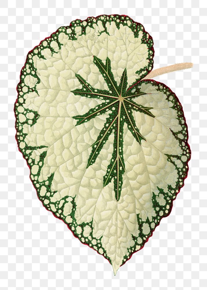 Begonia leaf png sticker, green nature illustration, transparent background