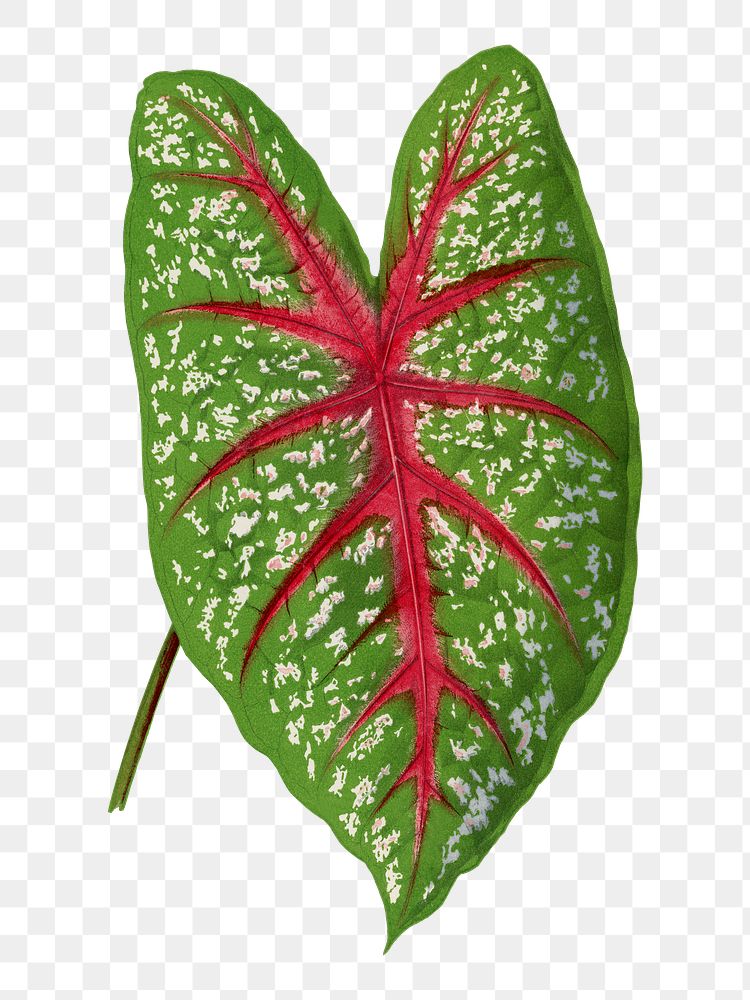 Green leaf png sticker, botanical illustration, transparent background