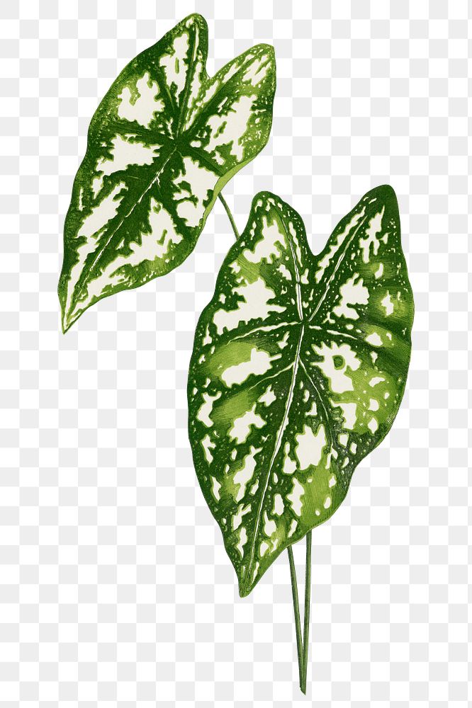 Caladium leaf png sticker, green nature illustration, transparent background