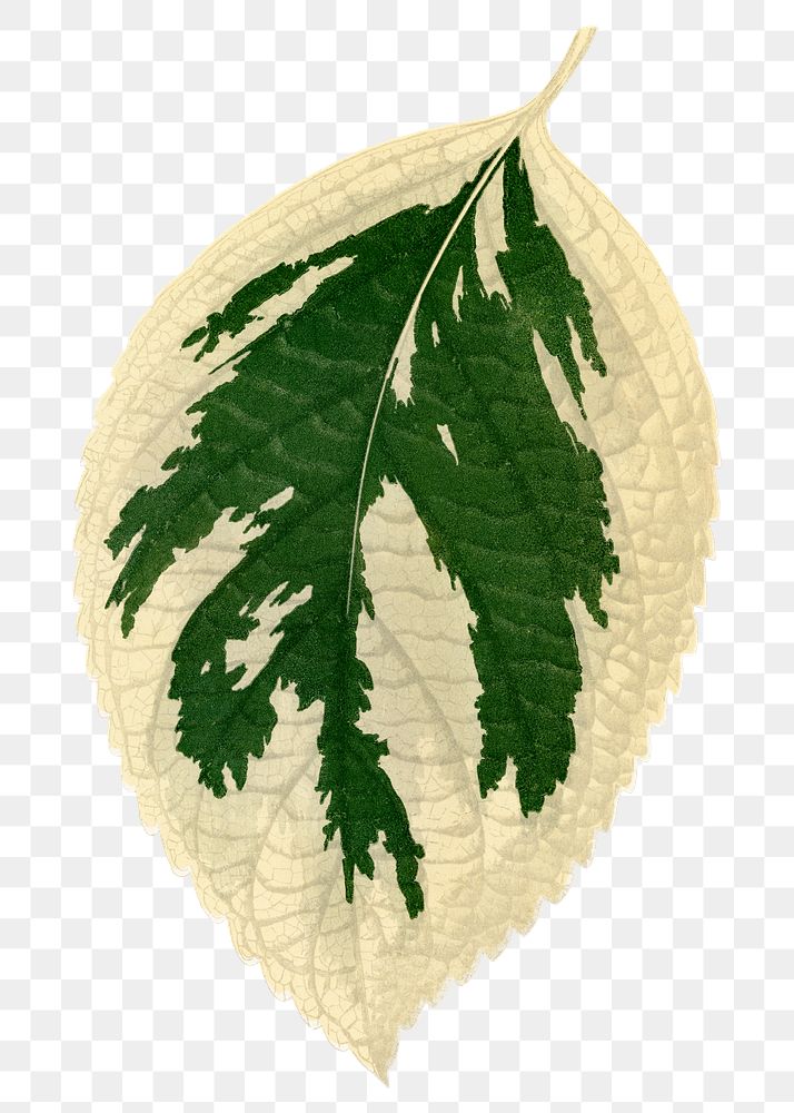 Hydrangea leaf png sticker, green nature illustration, transparent background