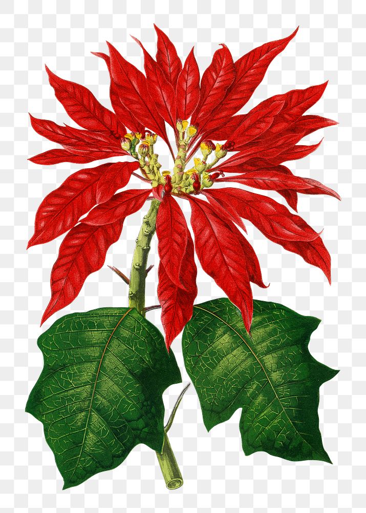 Poinsettia png sticker, green nature illustration, transparent background