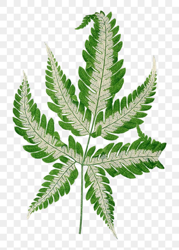 Fern leaf png sticker, green nature illustration, transparent background