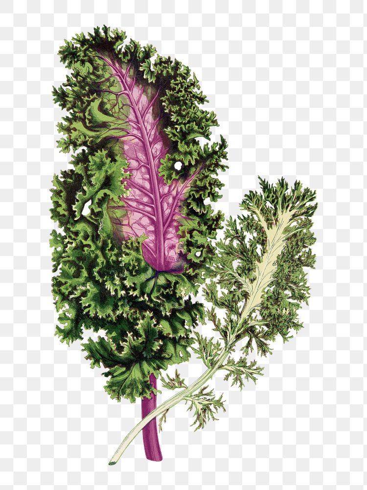 Wild cabbage leaf png sticker, botanical illustration, transparent background