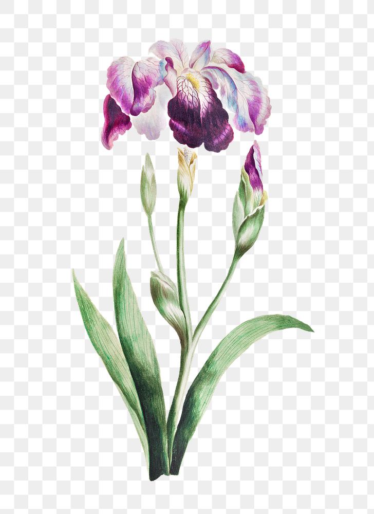 Vintage Japanese iris flower illustration botanical wall art