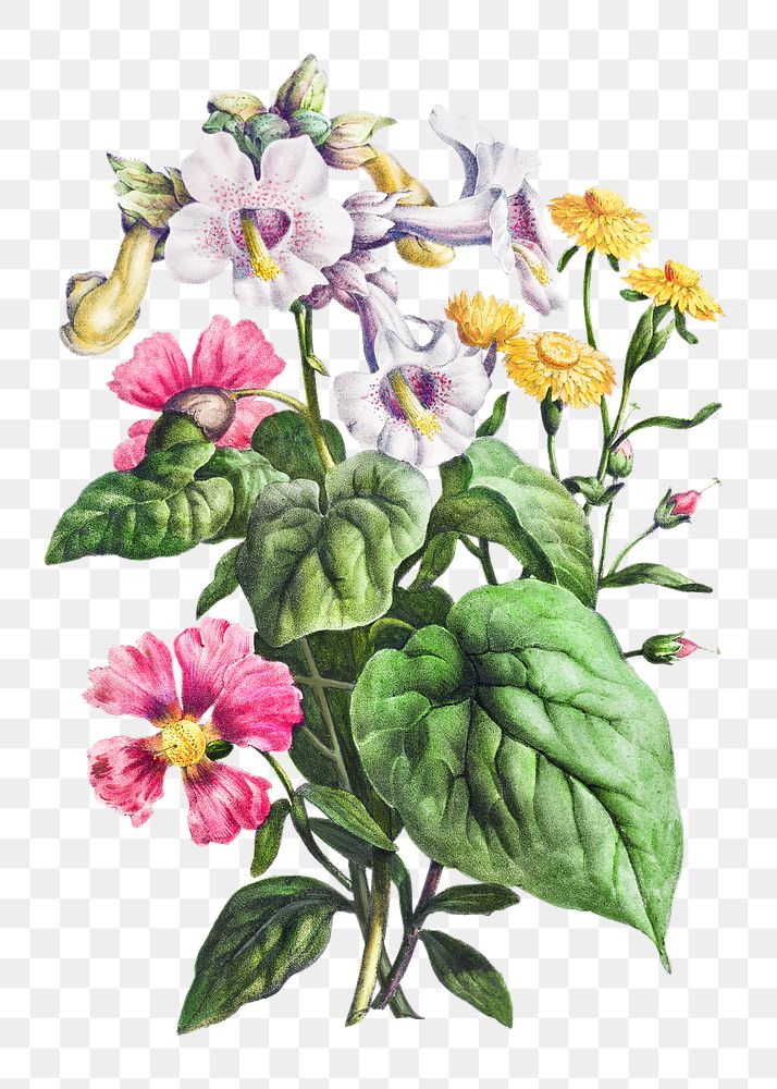 Vintage martynia flower bouquet illustration botanical wall art