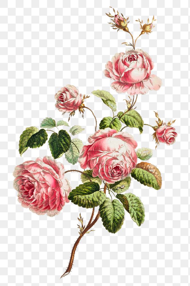 Vintage cabbage provence rose flower illustration botanical wall art