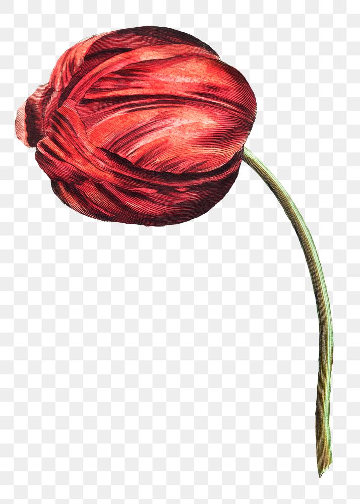 Vintage red tulip flower design element