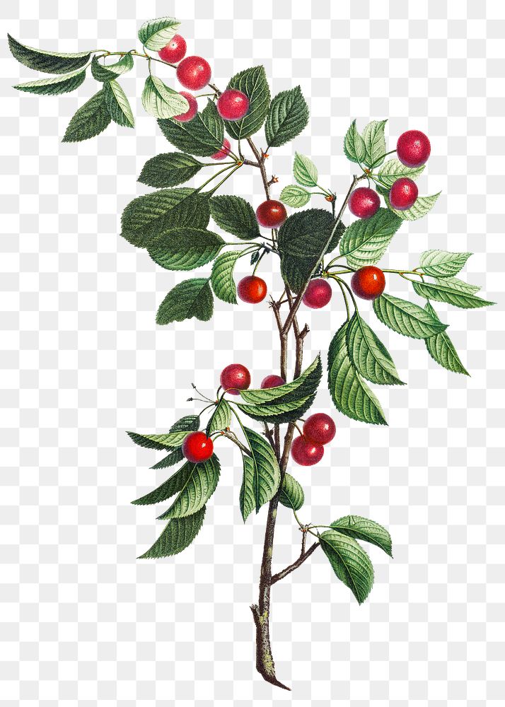 Vintage red cherry fruit branch illustration botanical art print