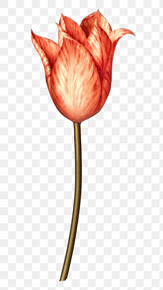 Vintage orange tulip flower design element