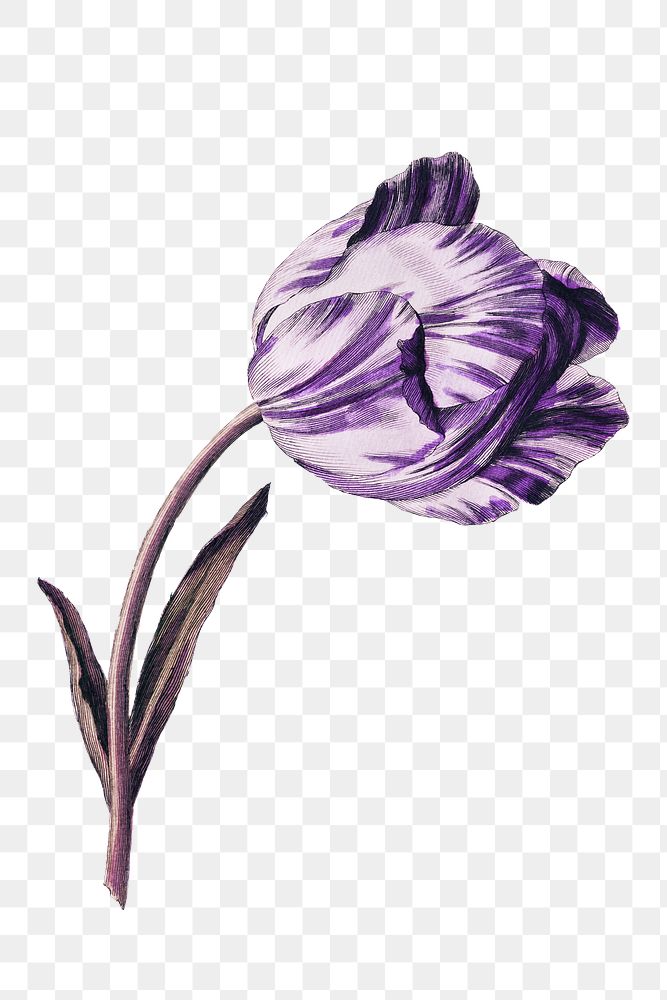 Vintage purple tulip flower design element