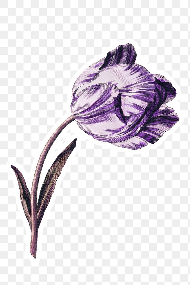 Vintage purple tulip flower sticker with white border