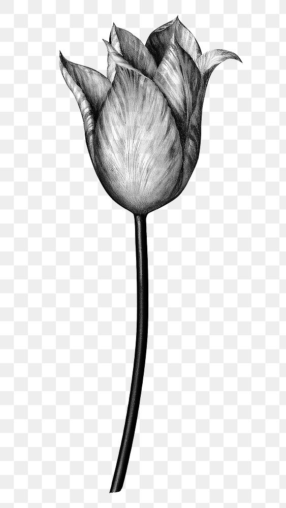 Vintage black and white tulip flower design element