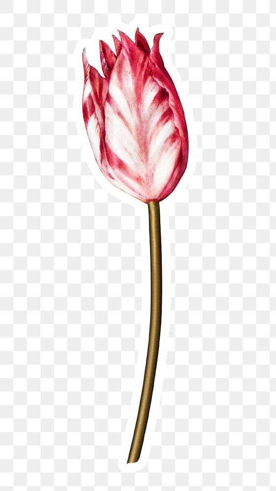 Vintage pink tulip flower sticker with white border