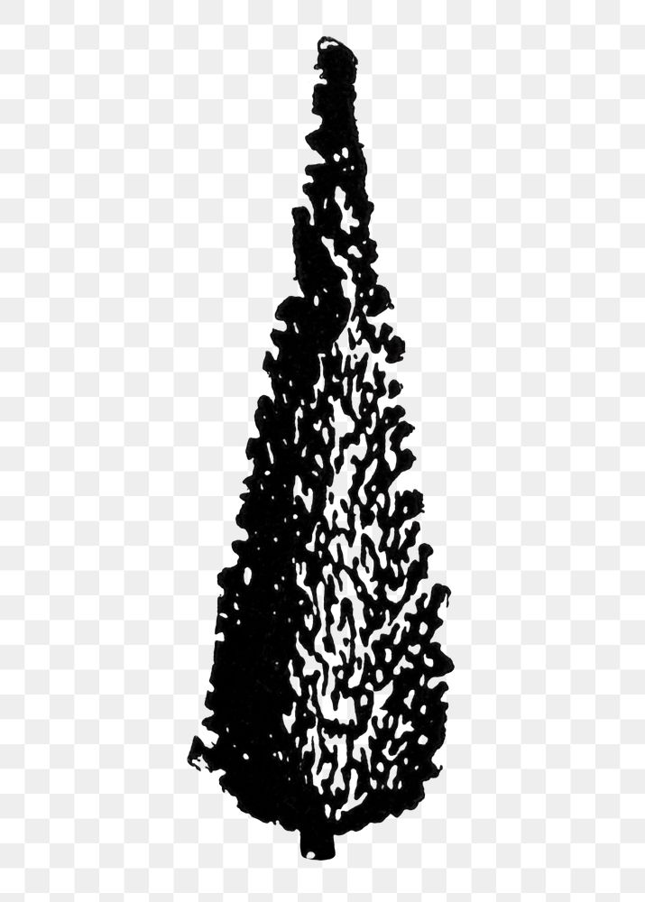 Swedish Juniper tree png clip art, hand drawn illustration, digitally enhanced from our own original copy of The Open Door…