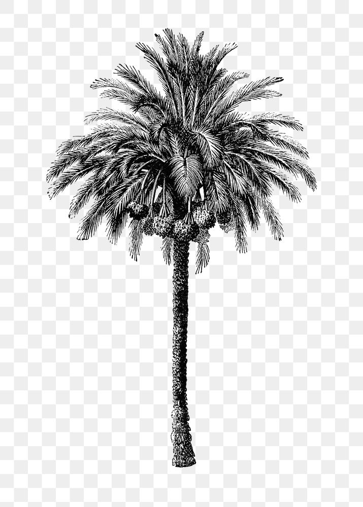 Palm tree png sticker, hand drawn botanical design clip art, transparent background