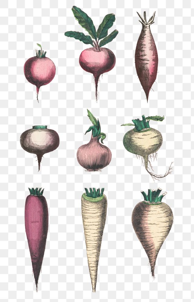 Root vegetable png set, remix from artworks by by Marcius Willson and N.A. Calkins