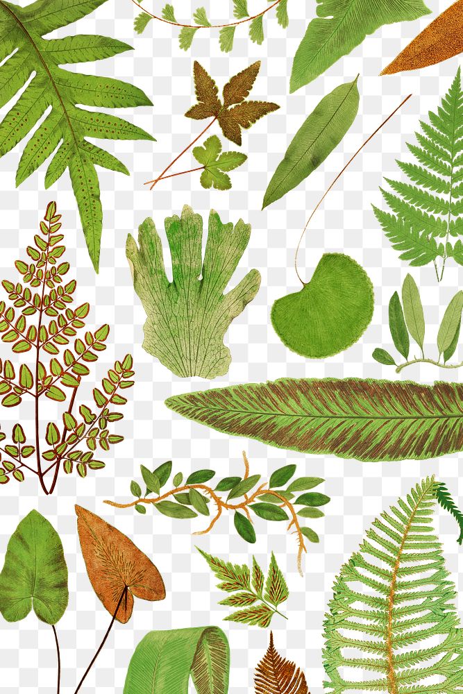 Various fern leaves transparent png