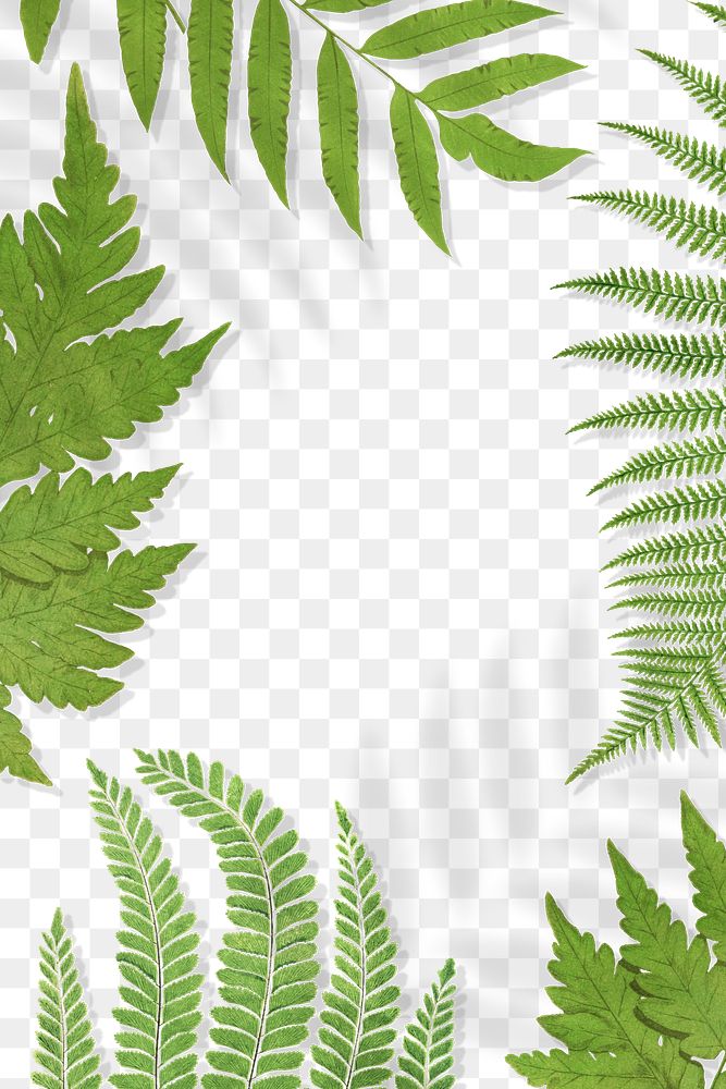 Frame of fern leaves transparent png
