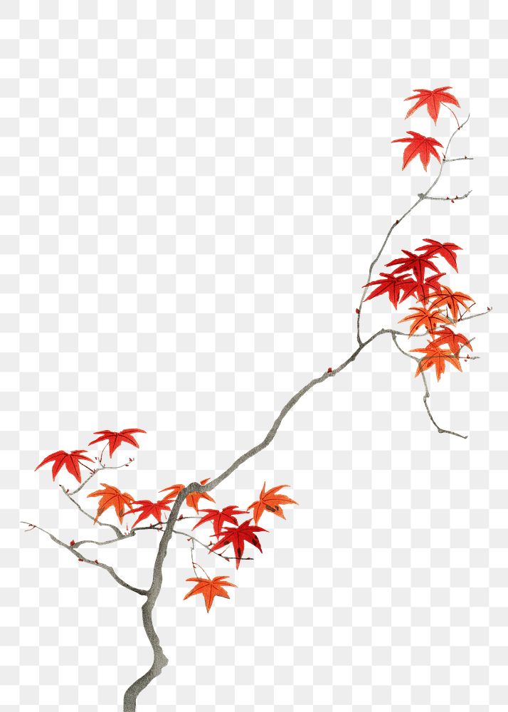 Traditional Japanese maple leaf ornamental png element, artwork remix from original print by Watanabe Seitei