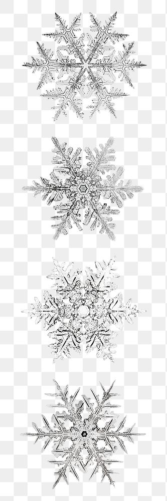 Season&rsquo;s greetings snowflake png Christmas ornament macro photography set, remix of photography by Wilson Bentley