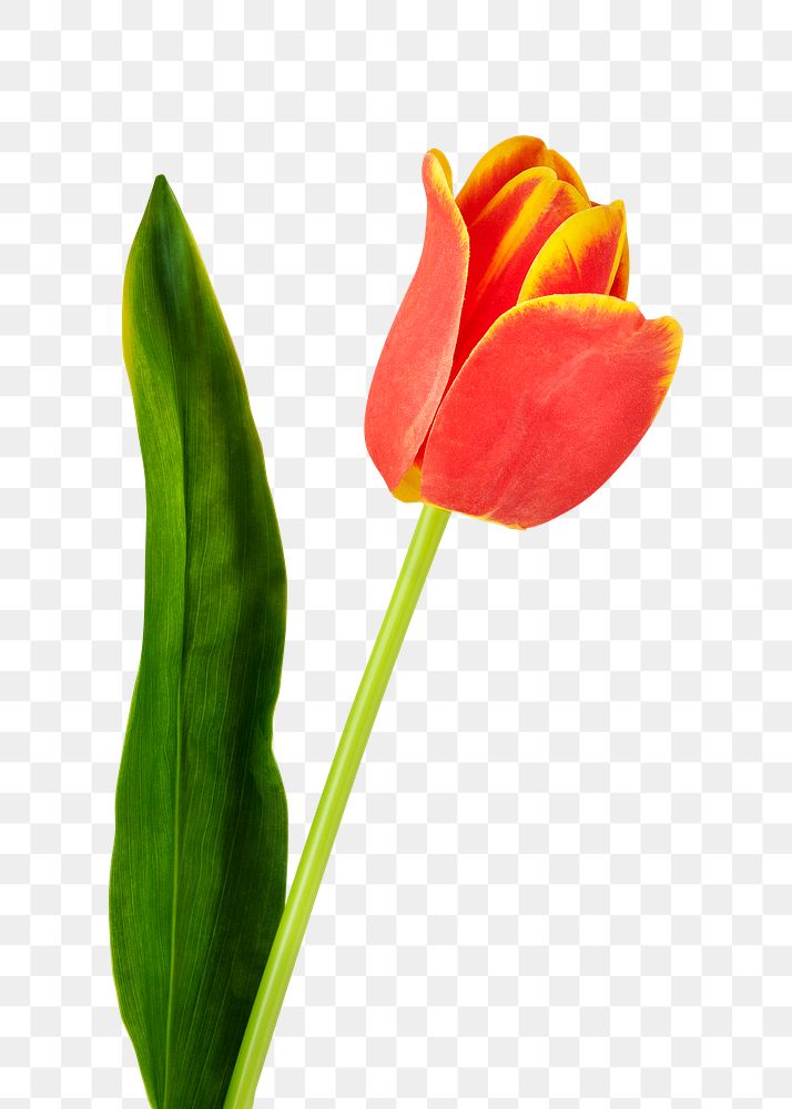 SIngle red tulip flower design element 