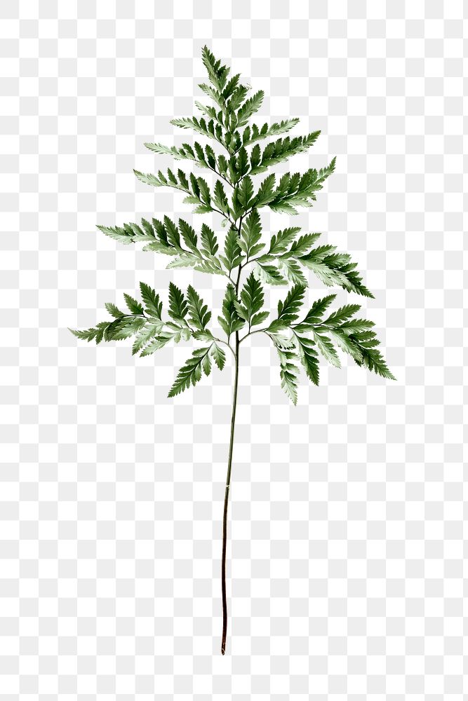 PNG Leatherleaf fern, transparent background