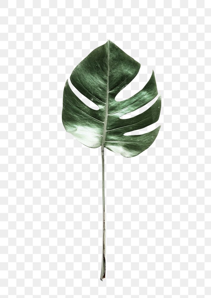 PNG Split leaf philodendron, transparent background