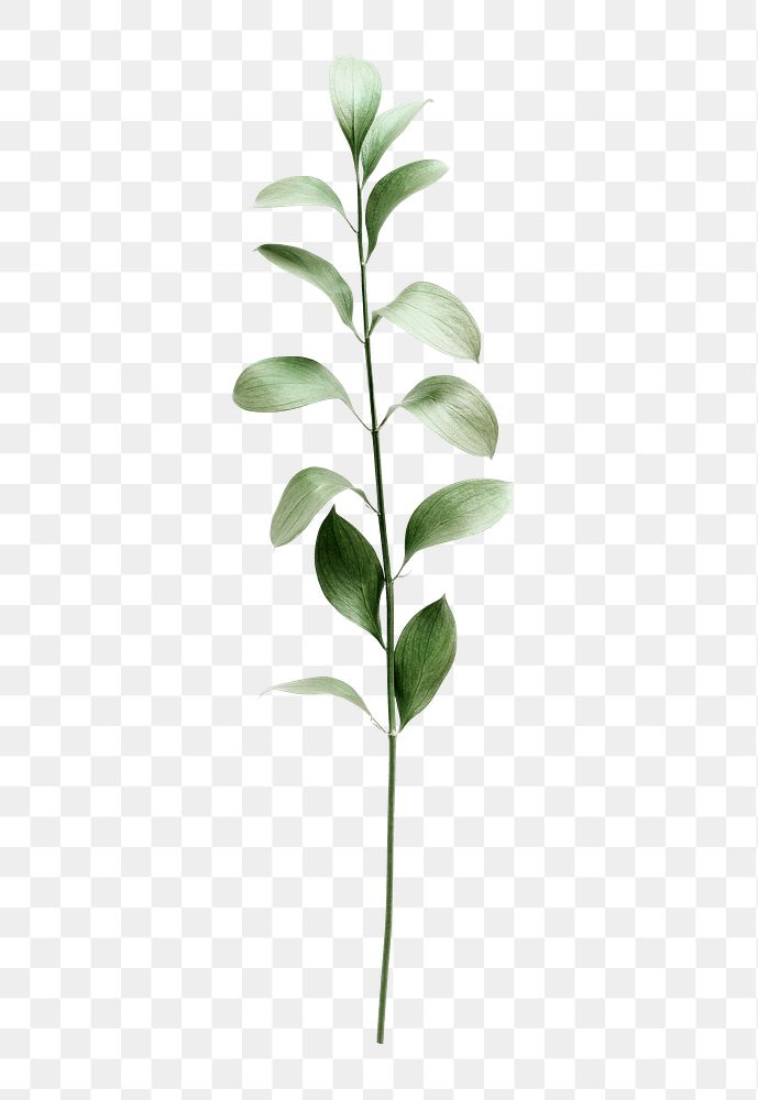 Green Foliage On White Background Premium Png Rawpixel