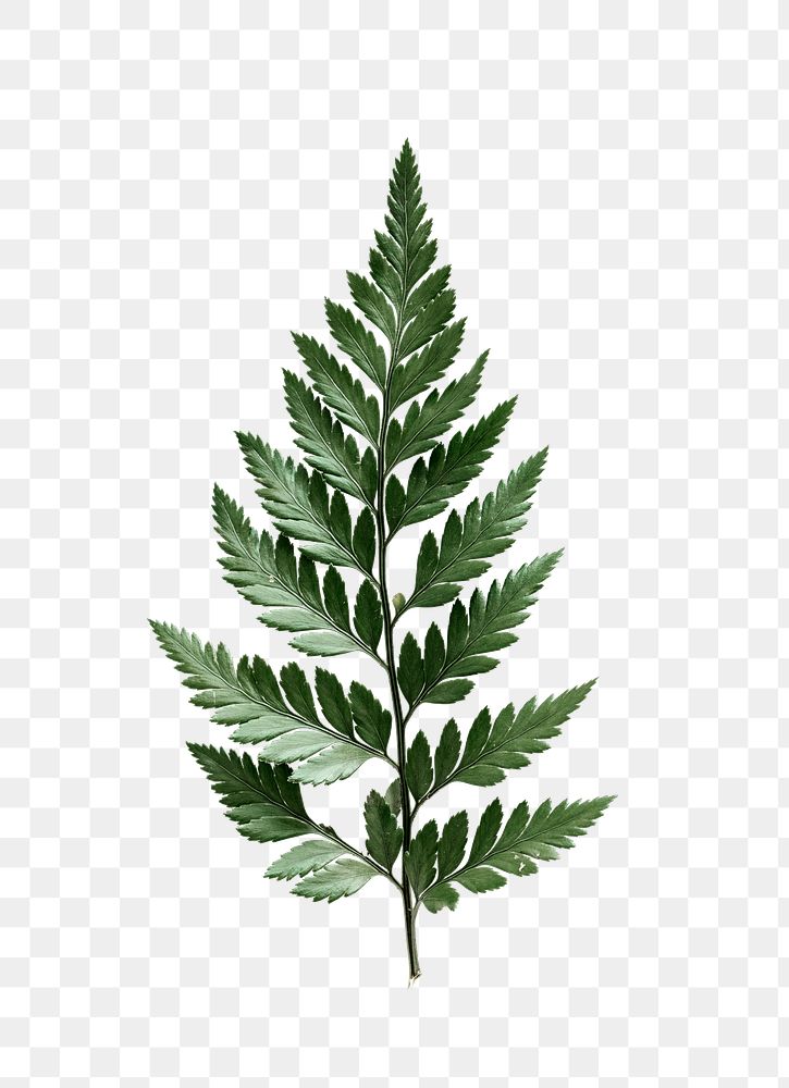 PNG Leatherleaf fern, transparent background