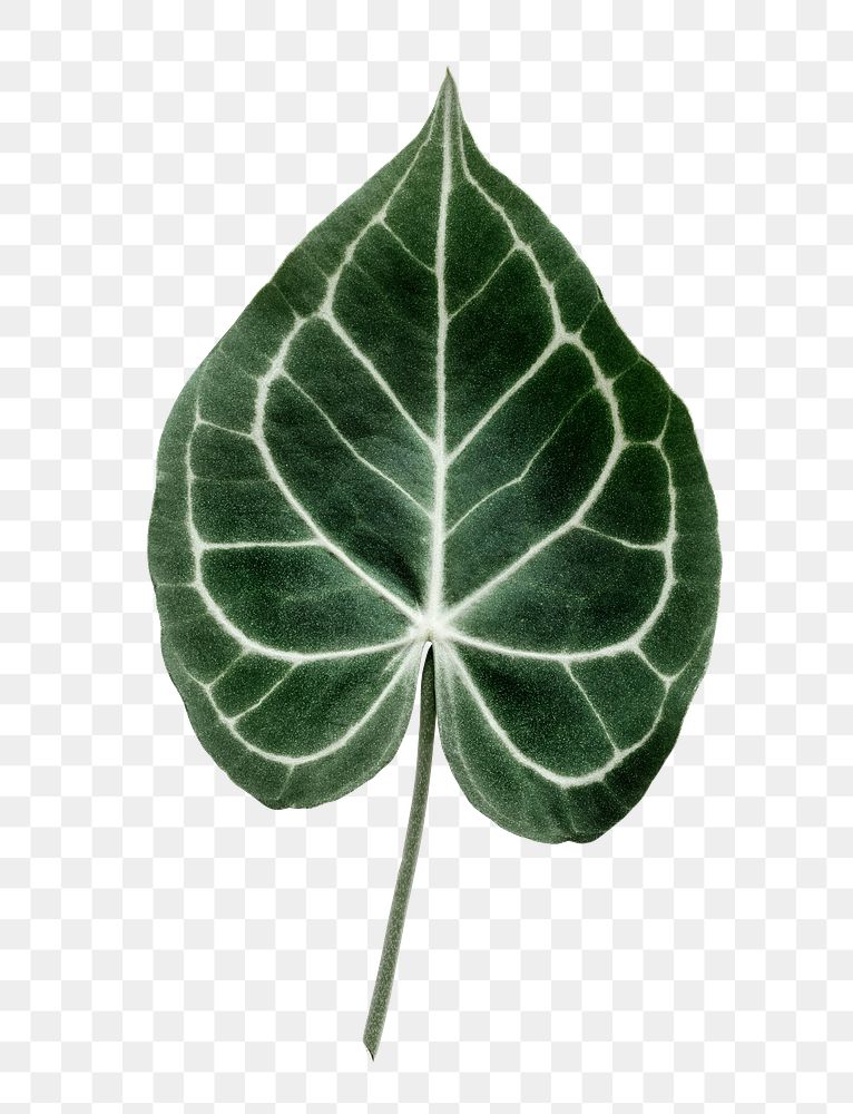 PNG Alocasia  leaf, transparent background