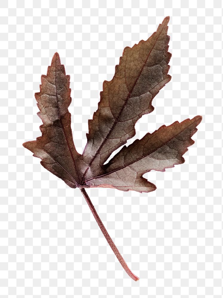 PNG Red hibiscus leaf, transparent background
